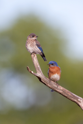 adult bluebird with juvenile