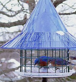 sky cafe mealworm feeder for bluebirds