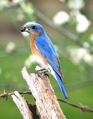 Male Eastern Bluebird