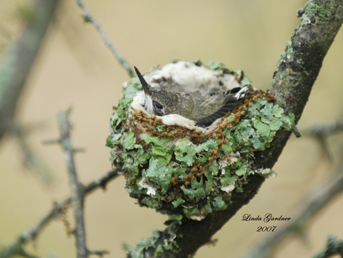 Juveniles will visit window hummingbird feeders too