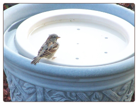 the birdbath raft turns any container into a bird magnet