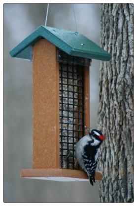 A Recycled Plastic Double Suet Feeder works great for feeding peanuts too