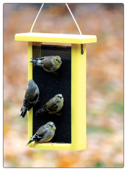 recycled plastic finch feeders with all-over feeding