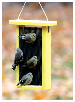 Nyjer feeder with mesh screen feeding area