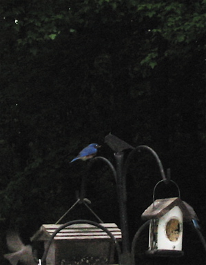 an Eastern Bluebird perches atop a bird feeder pole