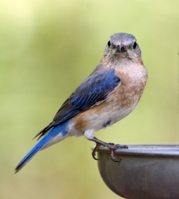 widowed mother bluebird at mealworm feeder