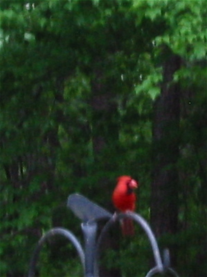 a cardinal perches on our bird feeder pole