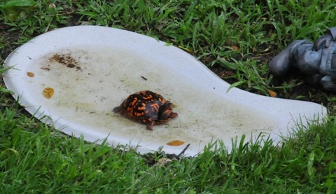 Butterfly Puddlers serve as bird baths and more for wildlife