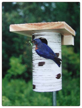 famous Gilbertson Bluebird Houses