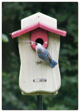 femle estern bluebird-nest building at bluebird houses