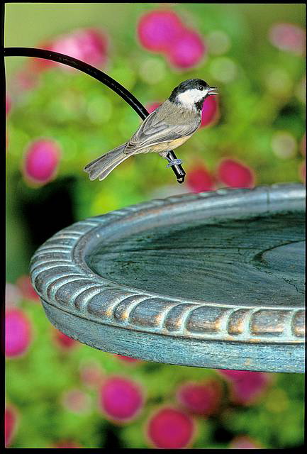 moving water in a birdbath attracts more birds