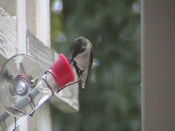 window hummingbird feeder doubles as a hand feeder for hummers