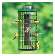 A Finch Nird Feeder attracts more than just Goldfinches