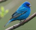 indigo bunting at my finch bird feeder