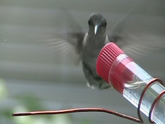 close up of window hummingbird feeder and hand-fed hummer