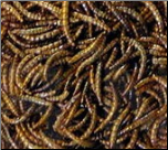 buying worms in bulk are perfect for a mealworm feeder