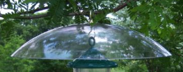 Hanging squirrel baffles protect birdhouses hung from a branch