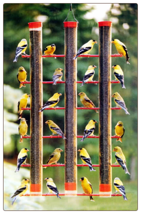 you'll find finch feeders packed this time of year