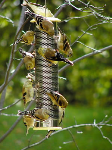 goldfinches in  drab winter plumage at a stainless steel finch bird feeder