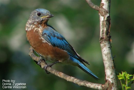 you think that teal bluebirds might just use teal blue bird houses?