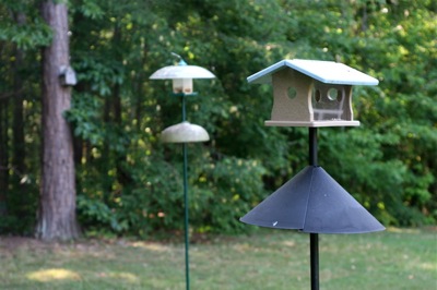 fly-in mealworm feeder sees lots of bluebird activity