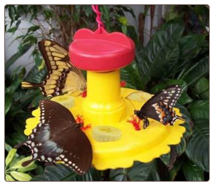 hang or pole-mount this cool butterfly feeder, includes nectar too