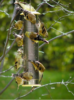 stainless steel nyjer feeder bybirdschoice features "all-over" feeding