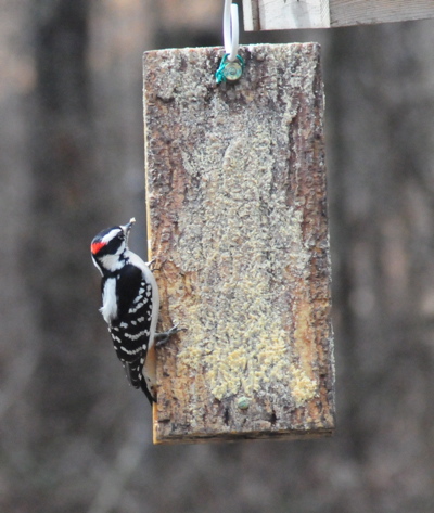peanut butter and peanut bird feeders are perfect for winter months