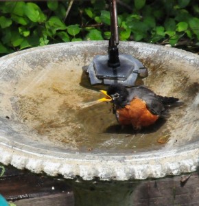 Entice more wild bird species to your place with bird baths