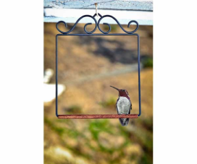 Pop's Hummingbird Swing is a fantastic accessory to hang near your window hummingbird feeder