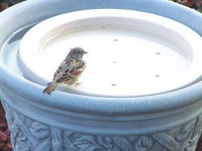 Turn decorative pots and containers into Bird Baths with the Birdbath Raft