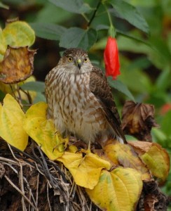 hawks could be scouting your wild bird feeders for easy prey