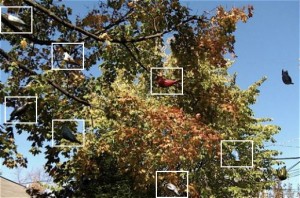 An old oak tree hosts lots decorative bird houses providing roosting and nesting sites for city birds