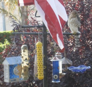 Hawks pick can easily pick off prey at wild bird feeders placed in the open.