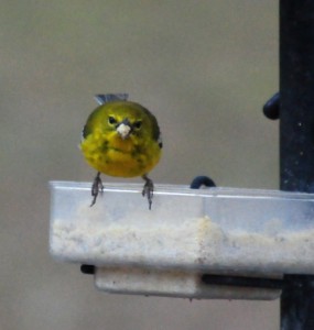 a dish style mealworm feeder can offer a variety of treats for wild birds