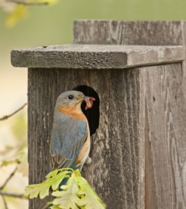 Female Eastern Bluebird brings live mealworms to nestlings