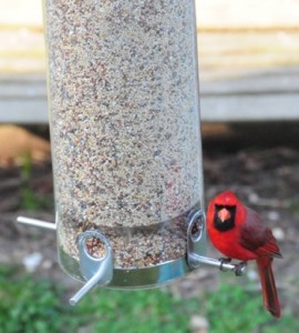 A Classic Squirrel Proof Tube Bird Feeder attracts all kinds of birds