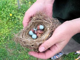 The Bluebird Effect by Julie Zickefoose