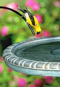 Goldfinches adore Thistle Feeders, and fresh water too.