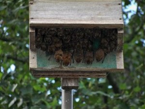 Control Insects using Bat Houses and forget the pesticides