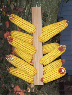 Large capacity squirrel feeders like the stalk hold twelve ears of corn at once.
