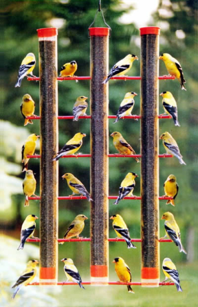 Even with soaring temperatures... finch feeders are mobbed