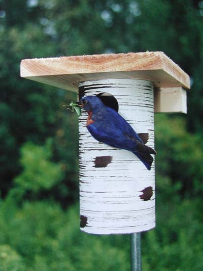 These blue bird houses are approved by The North American Bluebird Society