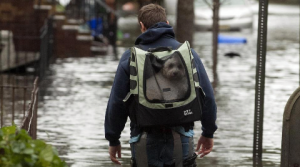 Two and Four-Legged Victims of Hurricane Sandy