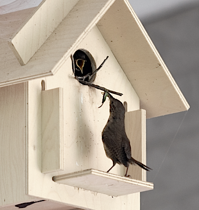 In traditional or mod styles, Box for Birds kits in action