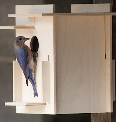 Some interesting ties for Box for Birds; Georgia-made birdhouse kits