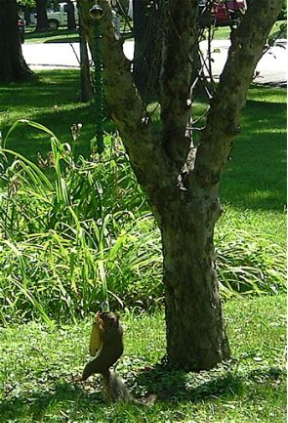 The Bungee Cord has got to be the funniest squirrel feeder out there!