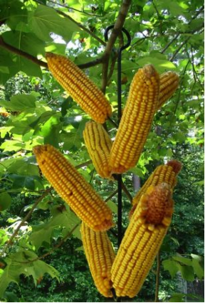 Use this ingredient with corn cob squirrel feeders for a special treat