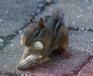 squirrel proof bird feeders