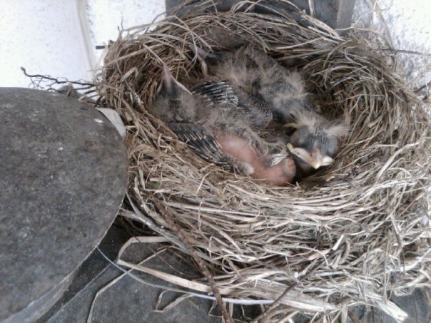 Robin's nest on porch light fixture, they would never use a dovecote birdhouse